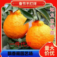 һ�����l�޽�ɳ�ǽ��Ә�����٘����ĕ�ɰ���������Թ����Ϸ��Nֲ