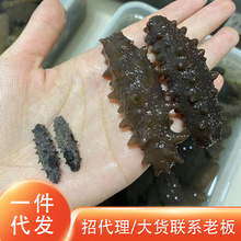 厂家 淡干海参鲜食刺参辽参高刺海参 供货酒店俄罗斯小海参批发