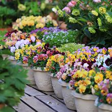 小富贵花 小富贵花品牌 图片 价格 小富贵花批发 阿里巴巴