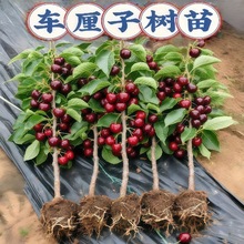 正宗车厘子树苗樱桃树庭院北方南方种植大樱桃苗树水果树果苗大全