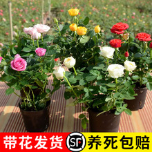 玫瑰花苗带花苞大花月季花卉植物室内阳台鲜花盆栽蔷薇树苗四季