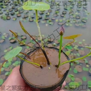 I΢����ɏ�Nź���o����������С�ɻ�ź��С΢ɏˮ��ֲ����ɏ�^�p