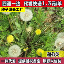 �ļ��ѹ�Ӣ�N�����Ŷ��N�Ѵ��ﶬ��Ұ�����ԷNֲ�ļ��߲˷N�ݴ�ȫ