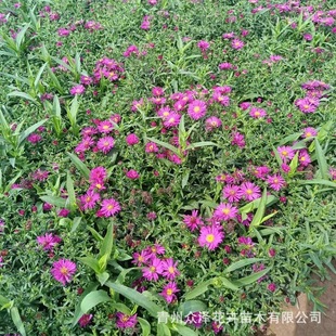 Dutch Ju Zhongze Flower Base Wholesale with Flowers for Sale Holiday Rentals Planted on Both Sides of the Road