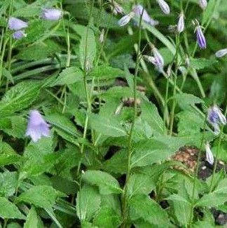 Оптовые китайские семена лекарственных трав, семена Panax notoginseng, семена Panax notoginseng, семена Panax notoginseng, семена Panax notoginseng