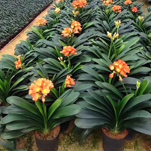 �����m�����m���k���҃�ֲ�����F���ܿ͏d��լ�Gֲ���辰�߶˶Y��