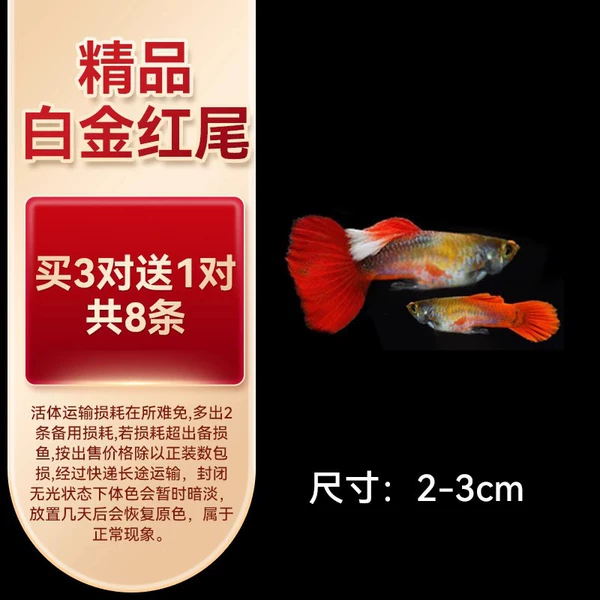 Boutique Platinum Red Tail [3 pairs of free 1 pair of 8 issues]