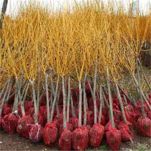 �������l�S�𻱘���ͥԺ�쾰�L���е���