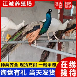 特种兽畜;特种珍禽;其他装饰摆件