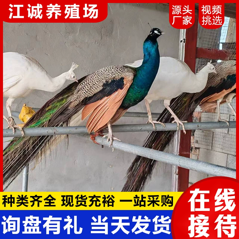 Продаются голубые и белые павлины, чистокровные взрослые павлины с раскрытым хвостом для видеозаписи, декоративные павлины для сада и живописных мест.