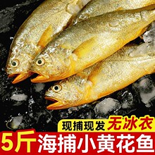 小黄花鱼新鲜冷冻5斤烧烤小黄鱼青岛生鲜活海鱼海鲜整箱商用批发