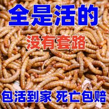 鱼饲料养殖厂家面包虫黄粉虫宠物饲料龙鱼蜥蜴龟蛙鸟批发速卖通热