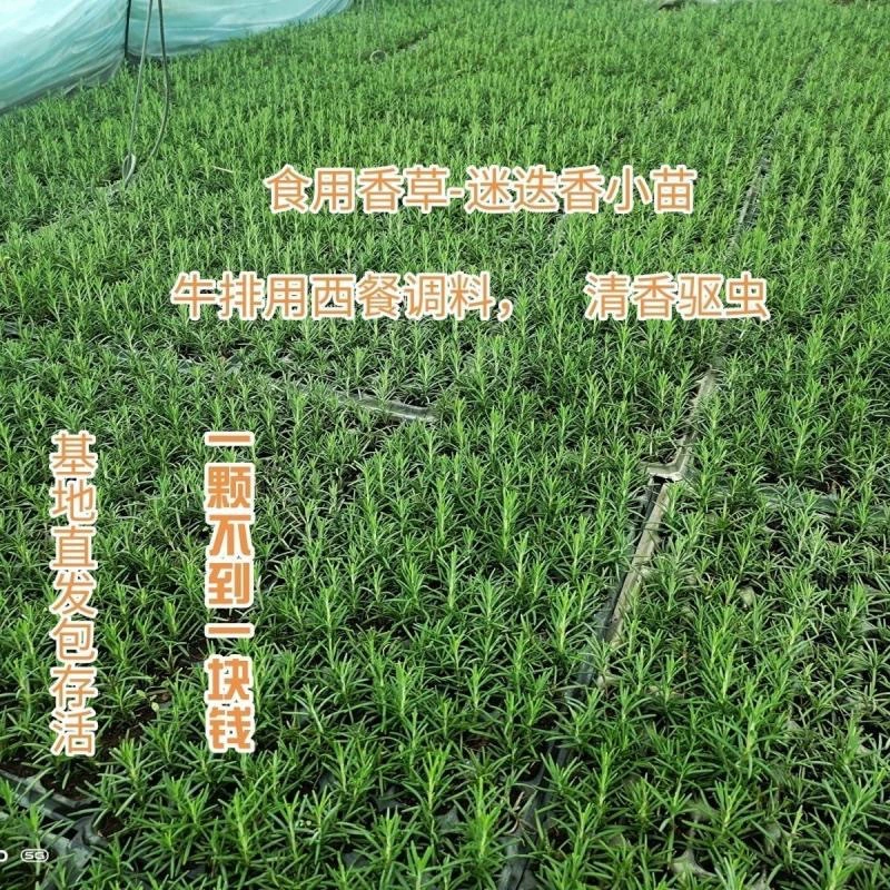 Свежие съедобные рассады ванили и розмарина, крупные рассады, средство от комаров, средство от насекомых, очистка воздуха, засухоустойчивые и морозостойкие растения, другие.