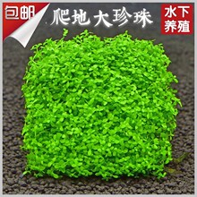 ǰ�����ذ�����ſ�������~���쾰��Ե�ˮֲ������ٳɻ��w��ˮ��