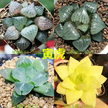 ����ֲ����Ф�M����¶�ײͶ���M�ϻ���Gֲ���Ժ��躬��ʮ����
