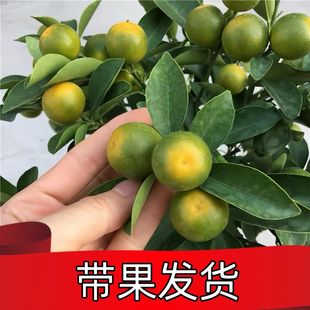 ����ļ���������ێ����������҃������ӿ�ʳ���̨�҃ȿ͏d��ؔ