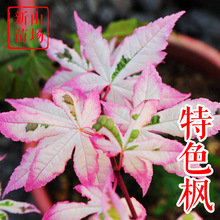 ��Ȫ�{���^�tǧ�B����ɽŮ���`̩�����ȸϣ���������С����