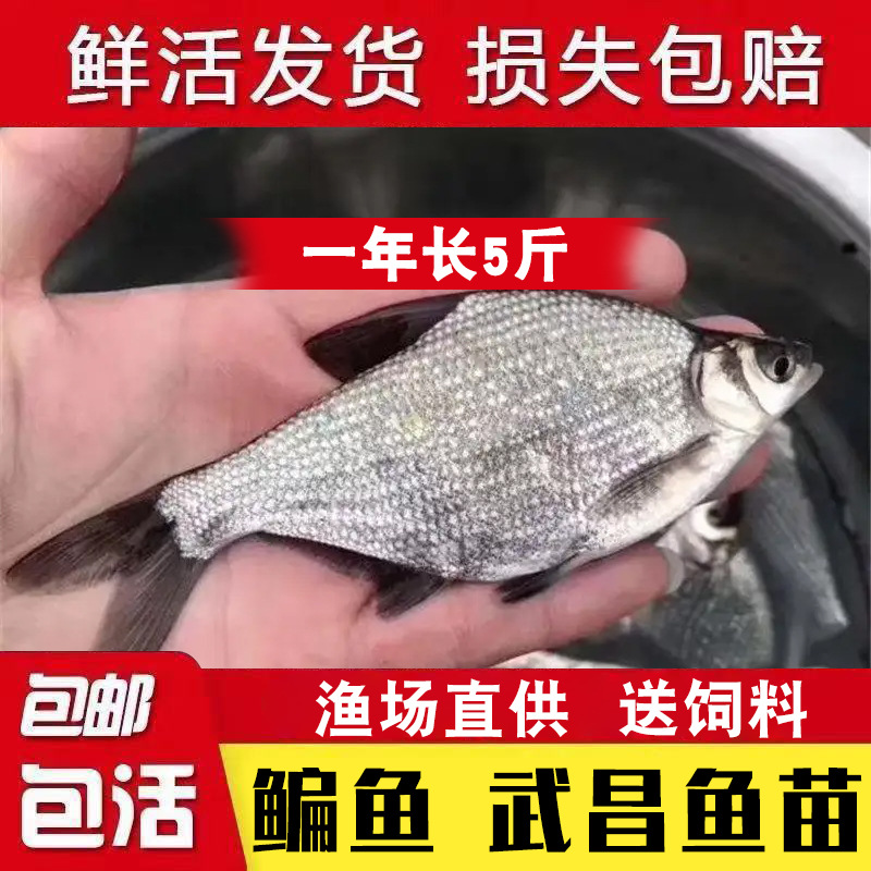 武昌鱼苗淡水养殖食用扁鱼苗活体三角鲂团头鲂边鱼苗超好养鳊鱼苗