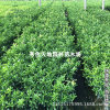 American red orange seedlings grafted Sichuan red orange saplings East rock red orange seedlings to plant the results of the year