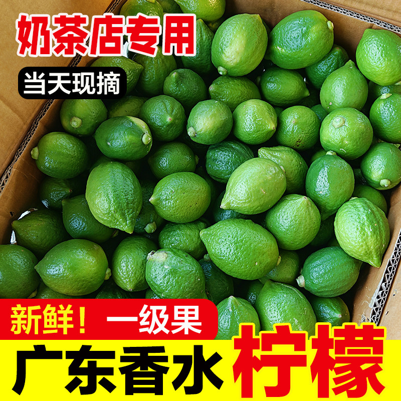 Authentic Guangdong Perfume Lemon Milk Tea Shop Uses Fresh Seedless Fragrant Juicy Green Lemons for Commercial Use First-Class Fruits
