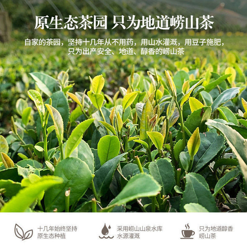 崂山绿茶2022新茶散装批发一级高山茶叶青岛特产日照茶浓香型绿