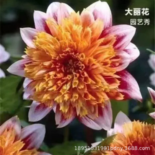 ���l�ջ����m�����ջ��عϻ��������N�Ӯ����_�������ϱ����N