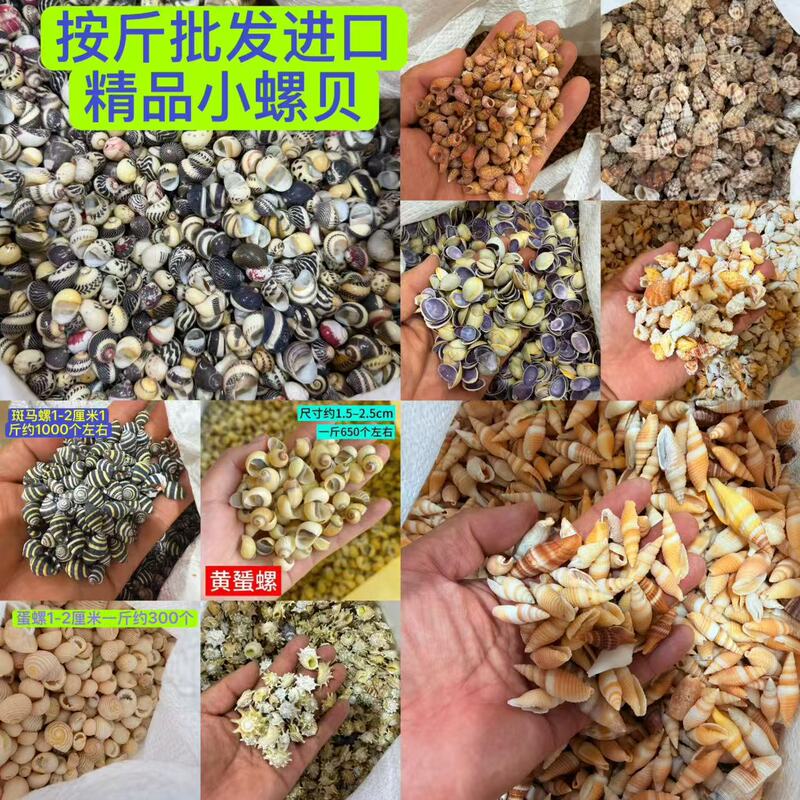 Direct sales from the manufacturer, wholesale by the pound of various imported premium small snails, handmade creative accessories, starfish, shell beads, and micro shells