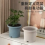 加仑大号新款四季花盆