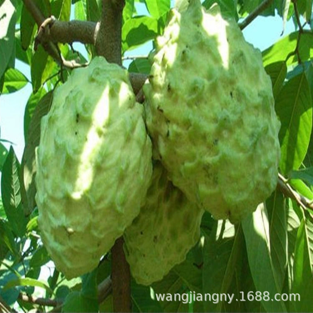 [Результаты трех месяцев] Саженцы фруктов Шакьямуни, привитые тайваньским ананасом Саженцы фруктов Шакьямуни