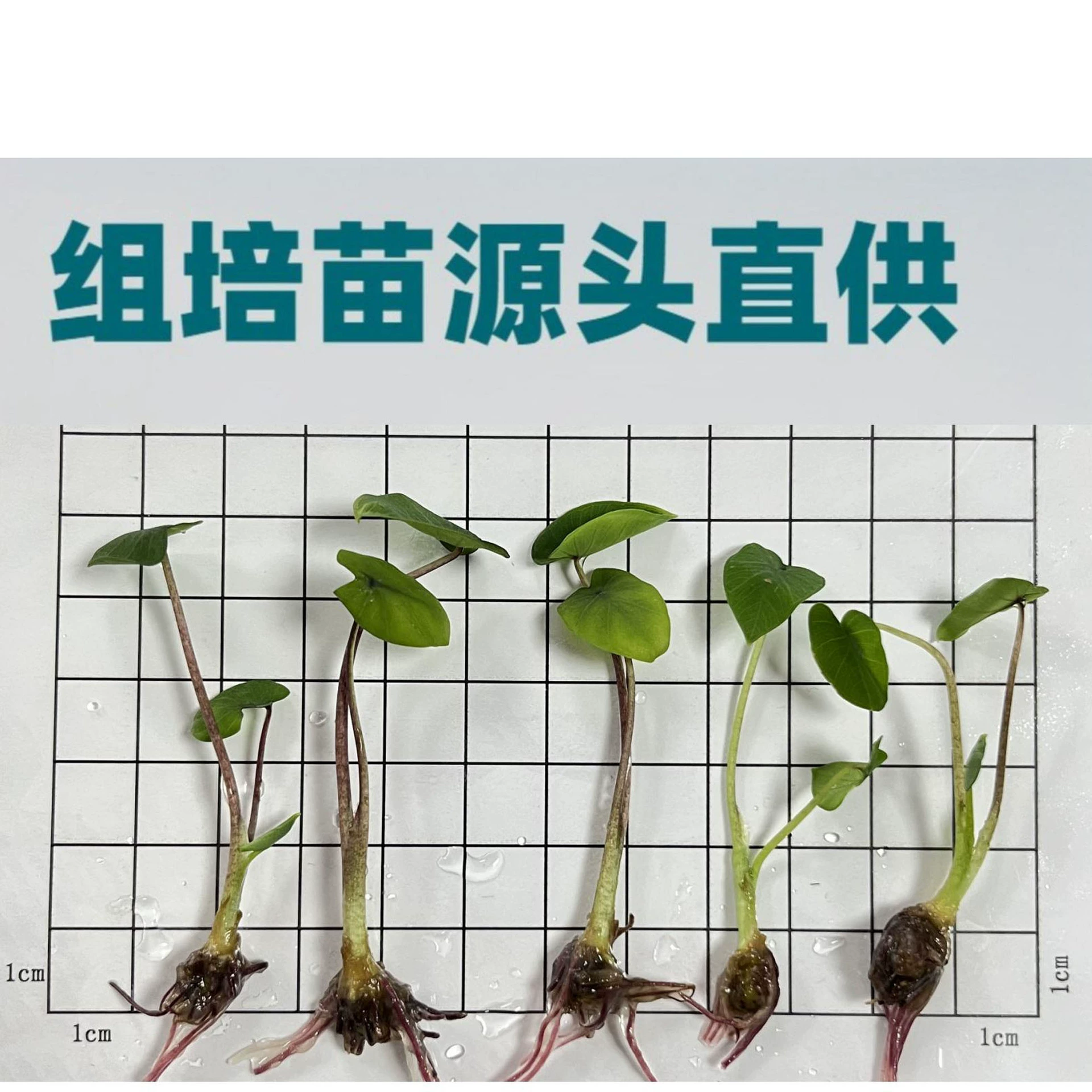 Черная магия, мешок для культивирования тканей таро, рассада TC, черные листья, рассада растений таро, внутренний экспорт, оптовая продажа, Гуандун. Пожалуйста, свяжитесь с нами для получения подробной информации.