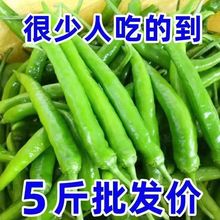 杭椒现摘小米椒尖椒辣线椒青椒特辣椒螺丝小青椒朝天椒腌制1斤