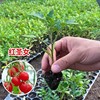 Four Seasons Vegetable seedlings, tomato seedlings small seedlings, spring planting seedlings, pepper tomato eggplant strawberry seedlings, wholesale