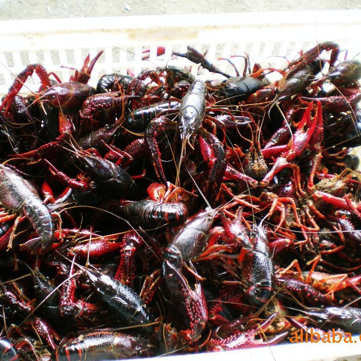 虾苗、小龙虾养殖、种苗供应、成品虾及成品小龙虾