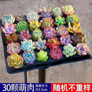 Succulent Succulents Wholesale Potted Plant Combination Flower Indoor Ruby Jade Dew Luxury Succulent Gardening