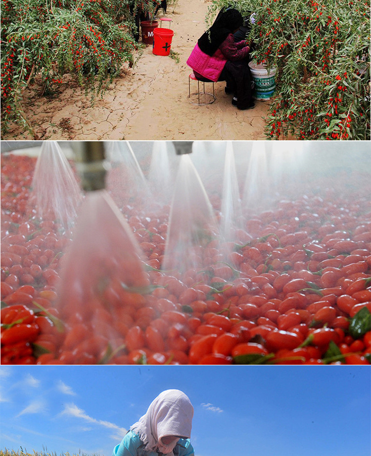 Ningxia Goji Berries Gou Qi Zi First Harvest Large Grade A Dried Whole Fruit 500g Bag for Tea Soup and Cooking quality and texture