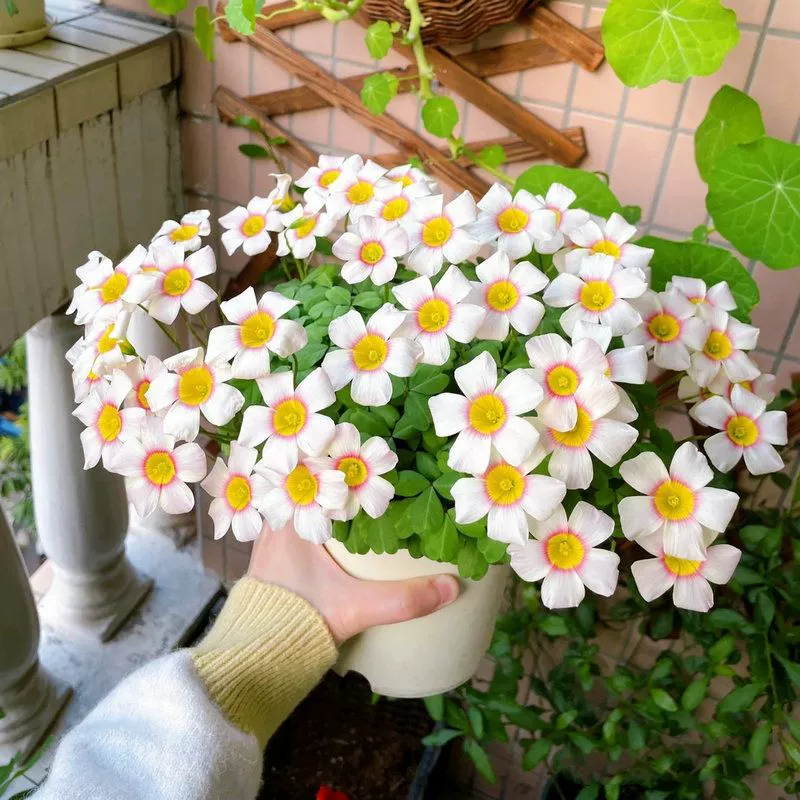 Цветочные луковицы больших цветов, pansies, садовые цветы, балконные горшечные растения, цветущие в любое время года, дропшиппинг трансграничный