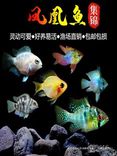 ���{Ƥ�����P���_�~�̽����^�p�~���w������С�͵�ˮ�~�Ꭷ���~