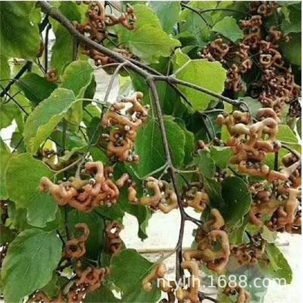 拐枣树活苗万寿果鸡爪连金钩梨当年结果南北方庭院种植盆栽地栽苗-阿里巴巴