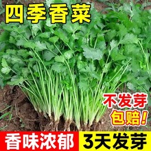 香菜种子大全农家盆栽苗大叶芫荽种籽四季食用香菜籽蔬菜种籽种孑