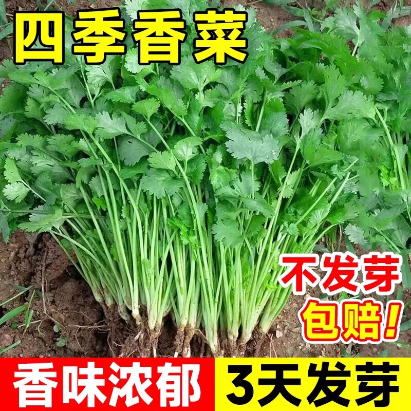 Complete List of Coriander Seeds, Farm Potted Seedlings, Large-Leaf Coriander Seeds, Edible Coriander Seeds, Vegetable Seeds for All Seasons Complete List of Coriander Seeds, Farm Potted Seedlings, Large-Leaf Coriander Seeds, Edible Coriander Seeds, Vegetable Seeds for All Seasons