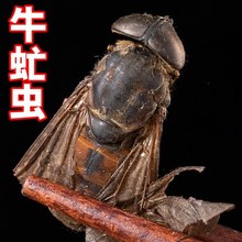 Ұɽţ��x100��g ��x�� ţ� ţ���� ţ�nωϹ��xţ����