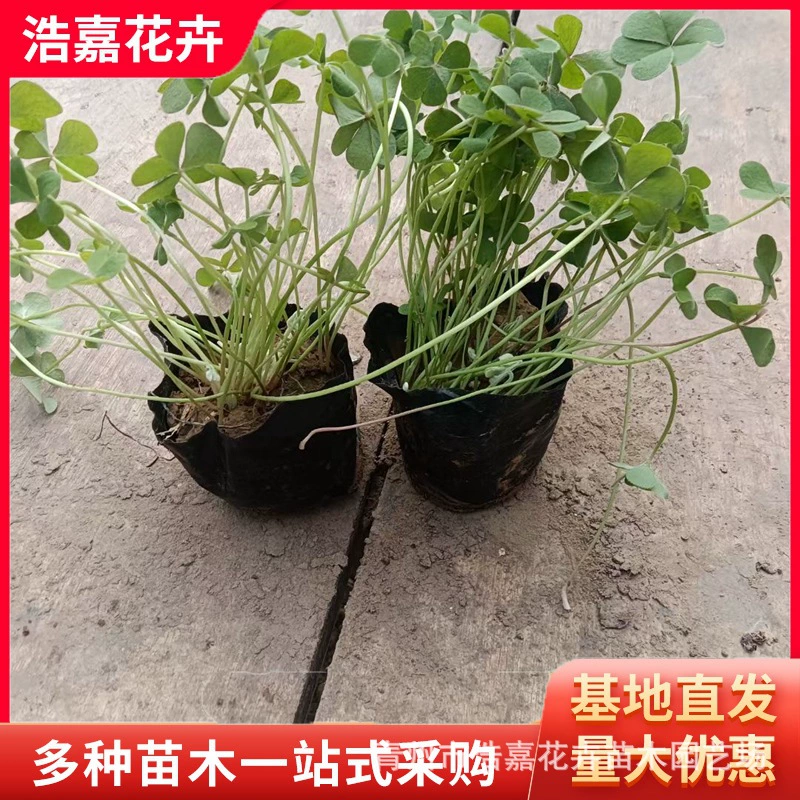 Красная цветочная пульпа, трава, счастливая трава, цветочная основа в горшке, оптовая продажа, красная цветочная пульпа, трава, счастливая трава