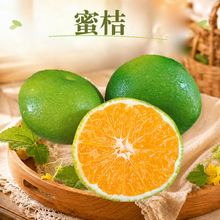 云南玉溪青皮蜜桔 代发3/5/8斤早熟蜜橘大果酸甜多汁应季新鲜水果