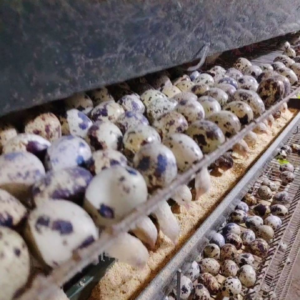 메추리알 생산 25kg