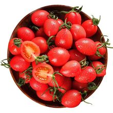 山东千禧小番茄新鲜圣女果3斤水果包邮当季农家小番茄一件代发