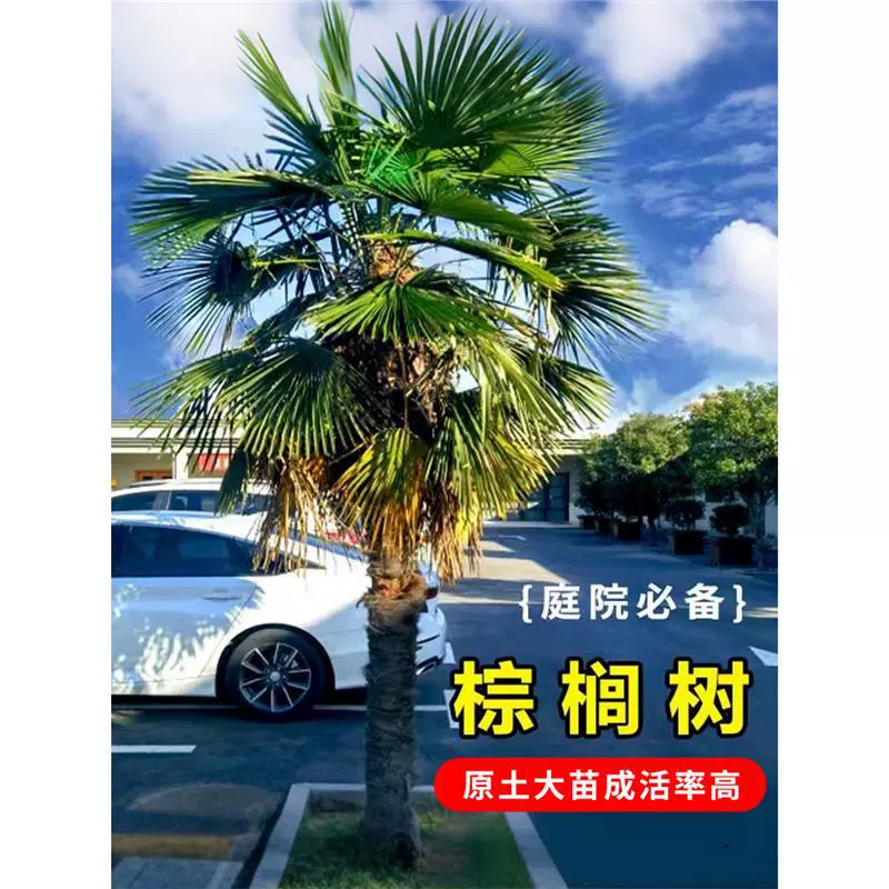 Пальмовые саженцы для виллы, большой устойчивый к холоду четырехсезонный вечнозеленый ландшафтный дизайн, ландшафтные растения, веерное дерево, тропические пальмовые саженцы