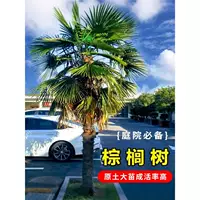 Пальмовые саженцы для виллы, большой устойчивый к холоду четырехсезонный вечнозеленый ландшафтный растительный вентилятор, тропические пальмовые саженцы