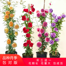 һ�����l�¼��������õ�廨�����ļ������Nޱ�_������ֲ������