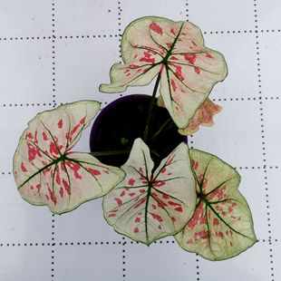 ����ֱ����Ʒ���]���~���ݮ֮�ǃr�񌍻�����С����ˮ���҃�ֲ��