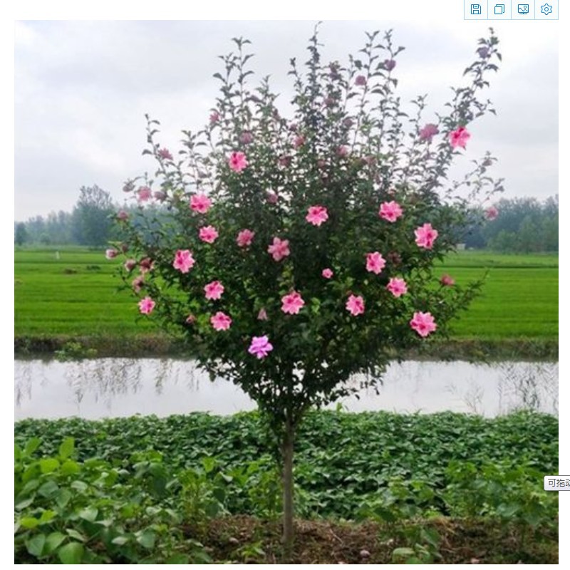 重瓣木槿花苗盆栽观花红花木槿树苗庭院耐寒耐阴植物工程绿化苗